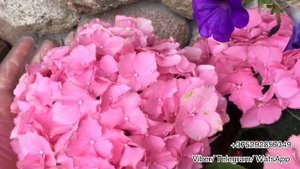 Обзор крупнолистной гортензии Adula pink. Беларусь