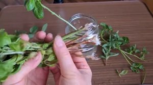 Как очень легко размножить Базилик