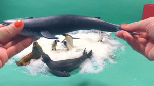 Животные Антарктики