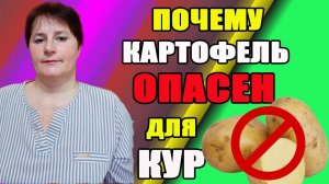 1.Почему картофель опасен для кур. 2.Зеленый лук и комбикорм для цыплят.