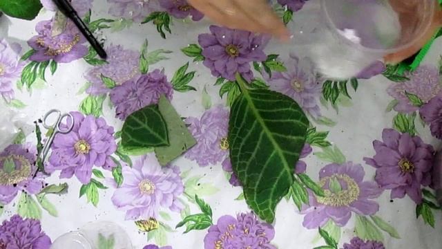 Размножение глоксинии фрагментами листа. Мастер-класс
