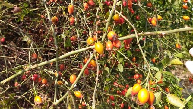 ШИПОВНИК - в каких ягодах больше витамина С. С каких кустов и когда собирать. смотреть онлайн