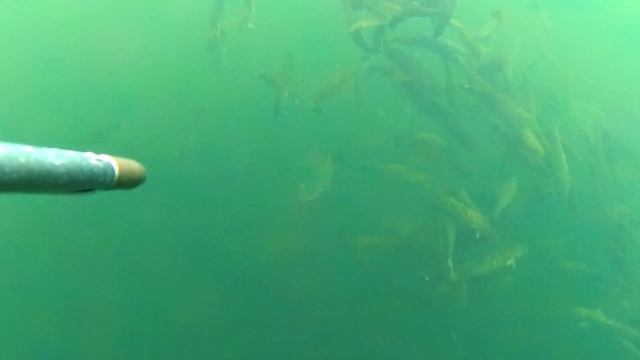 Свадьба НАЛИМА, Налим танцор и + фотомодель смотреть онлайн