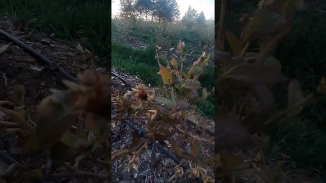 Цветение голубики 3х и 4х летних кустов. Часть 2 смотреть онлайн