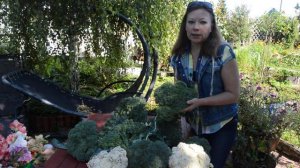 Капуста брокколи: выращивание и уход
