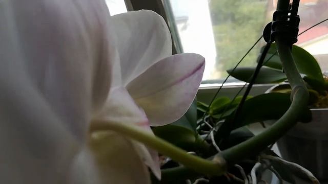 ПЕРВОЕ ЦВЕТЕНИЕ ФАЛЕНОПСИСА! # СОГО ЮКИДАН! ??❤️#SOGO YUKIDIAN #PHALAENOPSIS #ORHIDS #ORJIDEA#FLOR смотреть онлайн