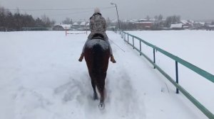 Хлебом не корми - дай на лошадке покататься! (27 января 2019 года)