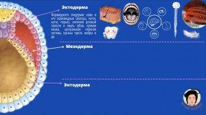 Онтогенез| Эмбриональное и постэмбриональное развитие.