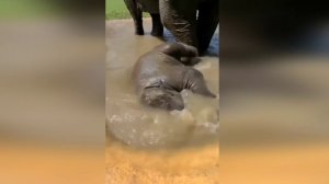 Подборка смешных видео и приколов. 184 Лучшие ПРИКОЛЫ 2023