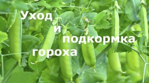Уход за горохом и его подкормка!