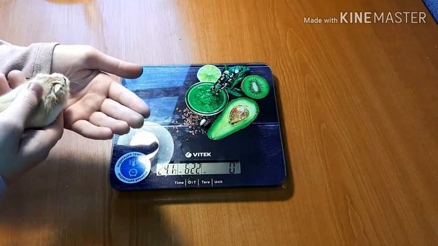 Сколько должны весить хомячки и коты??Сколько весят мои жывотные? Мery Pets. смотреть онлайн