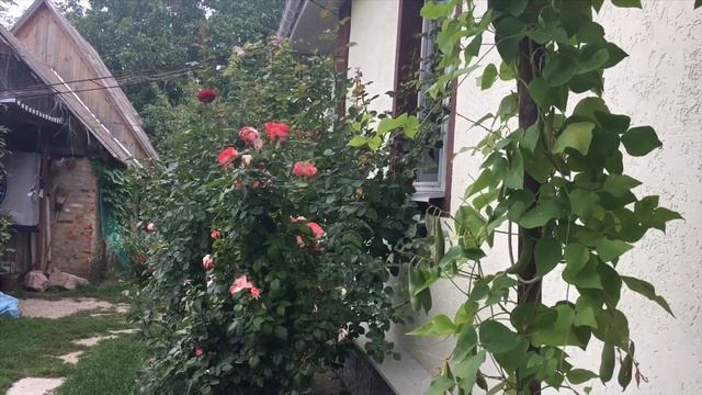 Деревенский сад. Сумщина и Беларусь. смотреть онлайн