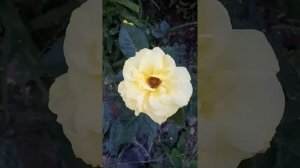 Роза Фрезия.Новинка в моем цветнике.