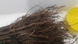 ❄Зимняя прививка сортовых клёнов. Как сохранить подвои❄