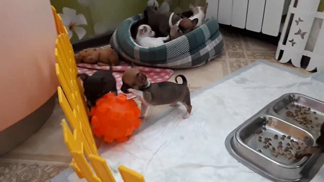 Будни питомника. смотреть онлайн