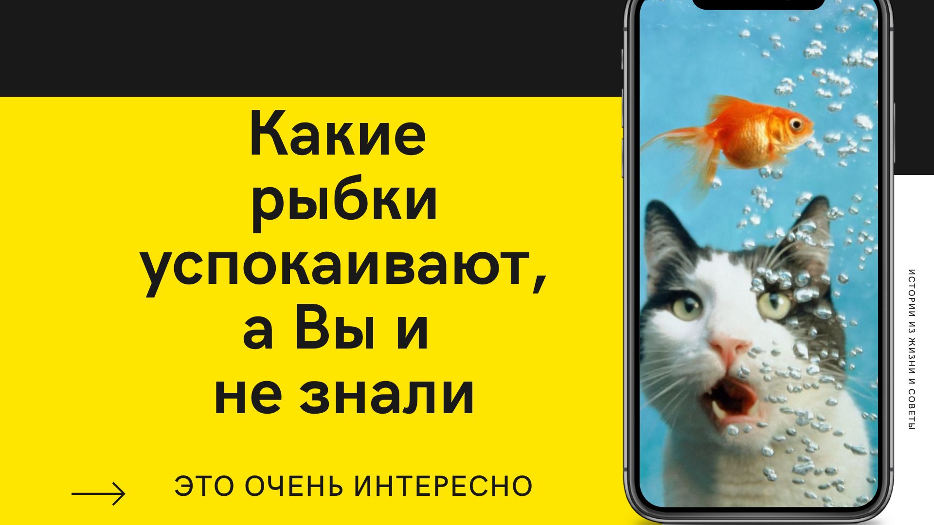 ? Как перестать думать о плохом. Перестать беспокоиться.Как рыбки успокаивают нервы