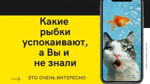 ? Как перестать думать о плохом. Перестать беспокоиться.Как рыбки успокаивают нервы