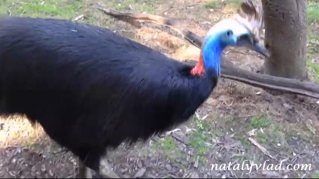 Казуары в Австралии | Cassowaries in Australia смотреть онлайн