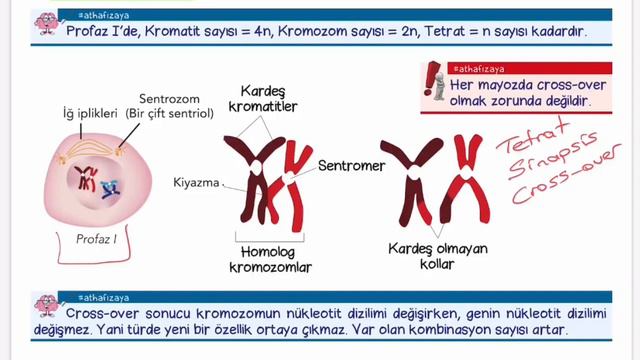 antiBİYOtik /TYT Profaz 1 смотреть онлайн