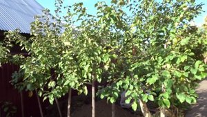 УМНЫЙ САД И ОГОРОД ОЛЬГИ НЕЧИПОРУК В МИНУСИНСКЕ.