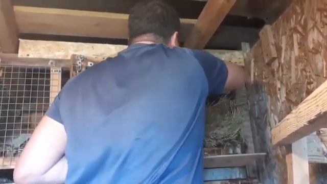 Дела крестьянские на даче,крольчихи теперь с крольчатами! ??? #3 смотреть онлайн