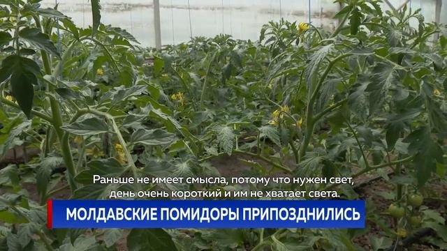 Молдавские помидоры припозднились