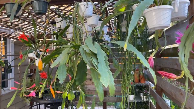 Disocactus hybrid growth, what to expect смотреть онлайн