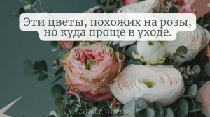 Эти цветы, похожих на розы, но куда проще в уходе.??