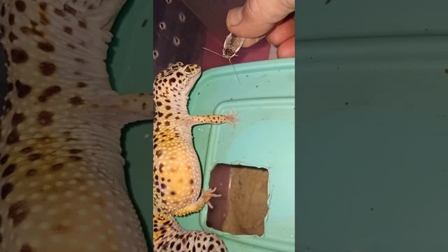 Кормление эублефара Горошка.
