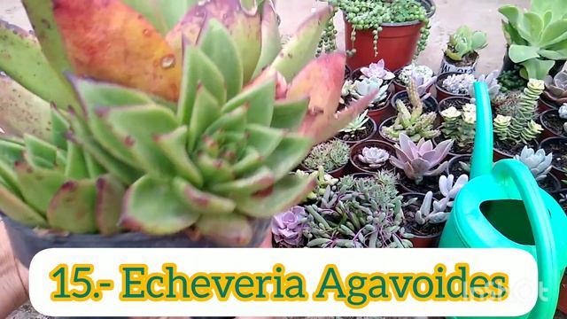 IDENTIFICANDO 15 SUCULENTAS BÁSICAS👩🌾, RIEGO Y RECOMENDACIONES 👍 смотреть онлайн