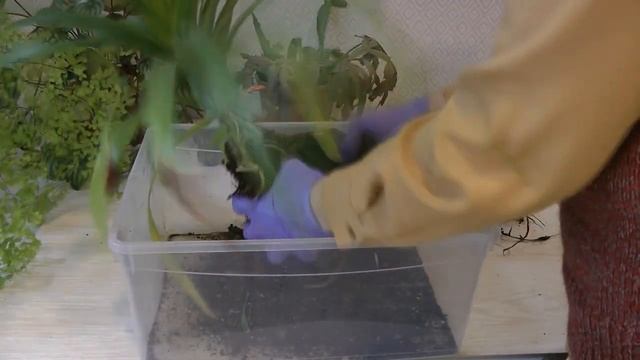 НЕДЕЛЯ ПЕРЕСАДОК ГОСПОДИН ПАНДАНУС и ещё чуть чуть смотреть онлайн