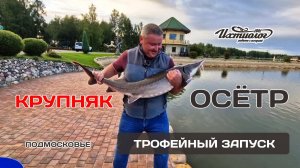 🐬 Зарыбление трофейными осетровыми породами рыб