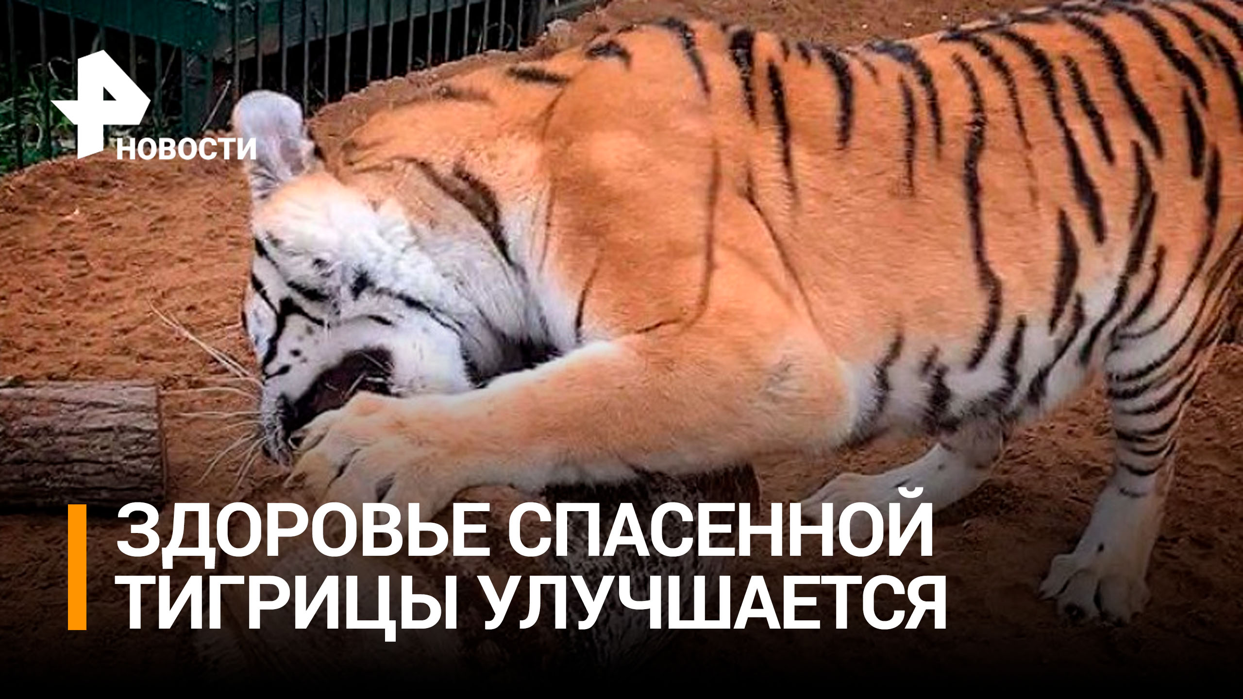Слепая тигрица Аврора из Саратова восстанавливается в Петербурге / РЕН Новости