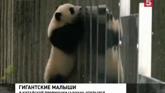 Новости мира8 июля В Китае создали детский сад для панд смотреть онлайн
