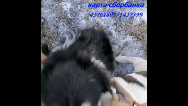 помощь собакам