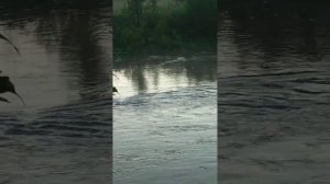 Река Каширка с.Верзилово 04.06.2020г.