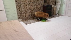 Больно ли кусается лиса. Лиса Есения.