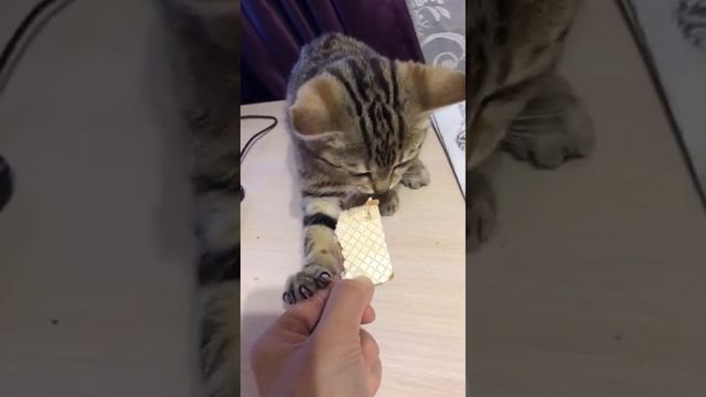 Кот ест ВАФЛИ, Карл, вафлииии