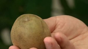 Определяем с экспертами какой гумат калия для подготовки картофеля лучше