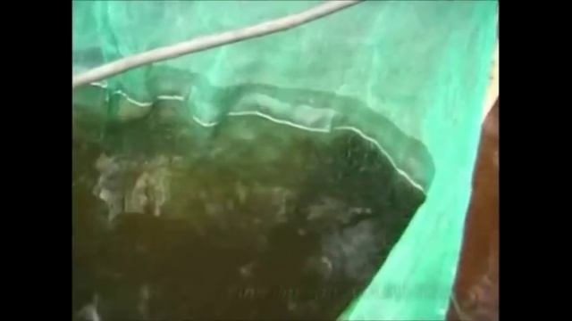 Diskus vom Rio Negro"Dokumentation" смотреть онлайн