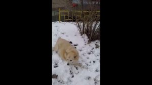 Принцесса Елизавета