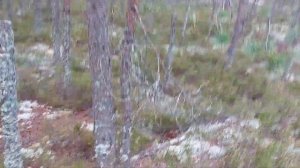 Территория за колючей проволокой у полигона Каменка ( станция Заходское Выборгского направления).