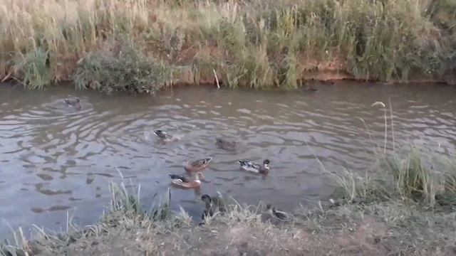 УТКИ ПЛАВАЮТ В ПРУДУ смотреть онлайн