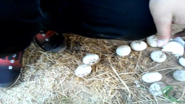 тухлые яйца