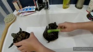 Как мыть ? черепаху ? (Красноухую) #черепахи #черепах #Красноухая #черепашка #красноухаячерепаха