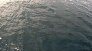 Слоу Джиг Лакедра Владивосток, Slow pitch jigging, fishing Hiramasa