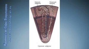 Биология 8 класс $33 Выделение и его значение  Органы мочевыделения
