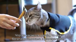 Могут ли кошки есть гречку и овсянку?