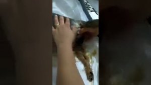 Сложные роды. Йорк. Идут 2 пузыря сразу. 1 часть