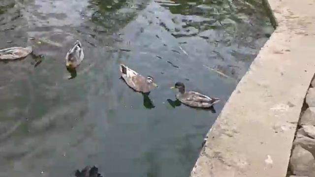 Зоопарк "Страус-Юг" г.Мелитополь смотреть онлайн